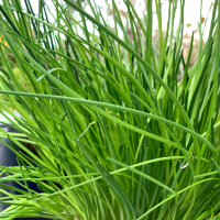 Chives