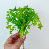 Coriander